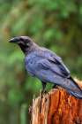 Raven-Anan Creek-Wrangell-Alaska Art Print